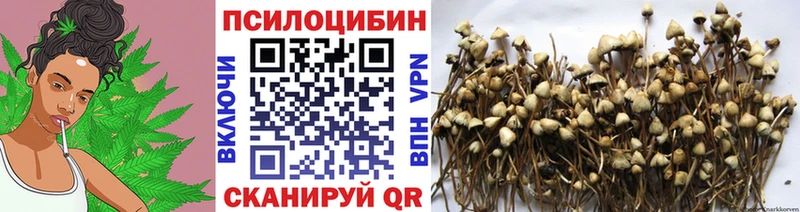 Псилоцибиновые грибы Psilocybe  закладки  Калач-на-Дону 